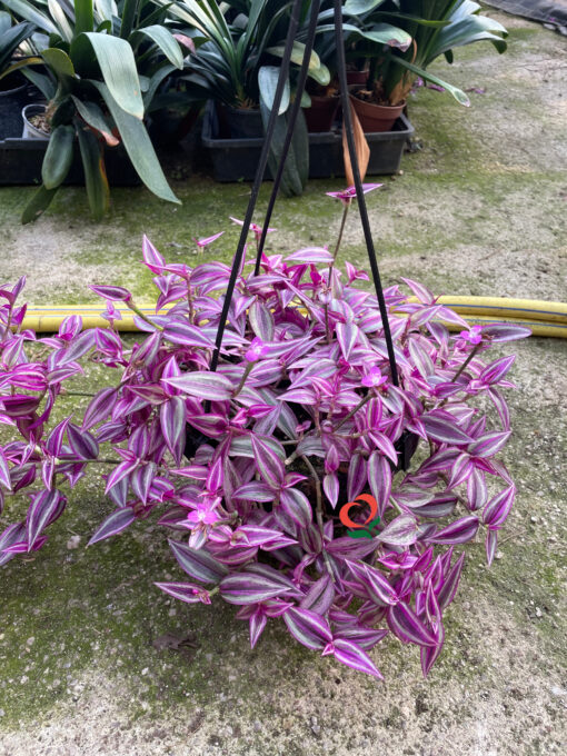 TRADESCANTIA PINK PAR.BK 20